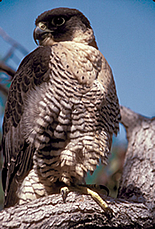Eurasian Peregrine Falcon