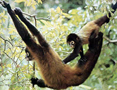 Panamanian Red Spider Monkey