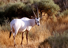 Arabian Oryx