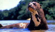 Giant Otter