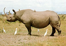 Black Rhinoceros