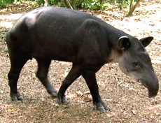 Central American Tapir