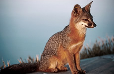 Island Fox