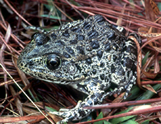 Mississippi Gopher Frog