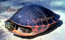 Alabama Red-belly Turtle