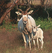 Addax