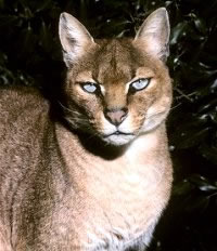 African Golden Cat