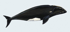 Southern Right Whale