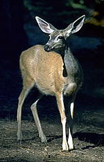 Cedros Island Mule Deer