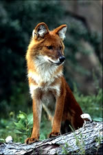 Dhole