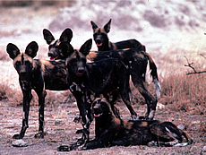 African Wild Dog