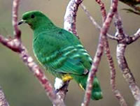 Cloven-feathered Dove