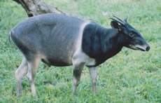 Jentink's Duiker