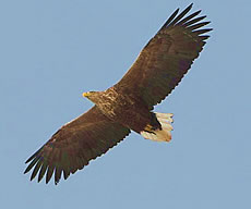 Greenland White-tailed Eagle