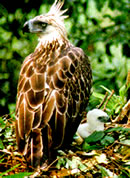 Philippine Eagle