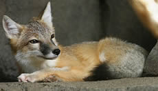 Northern Swift Fox