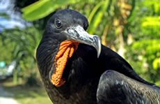 Christmas Island Frigatebird