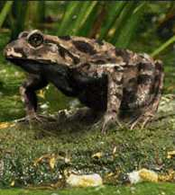 Israel Painted Frog