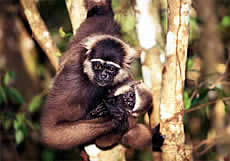 Agile Gibbon