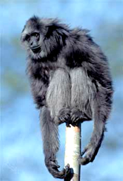 Gray Gibbon