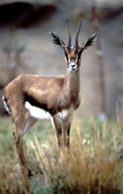 Cuvier's Gazelle