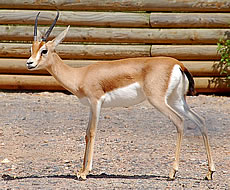 Dorcas Gazelle Facts - Photos - Earth's Endangered Creatures