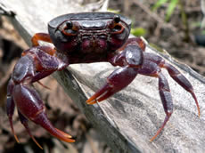 Purple Marsh Crab