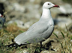 Audouin's Gull