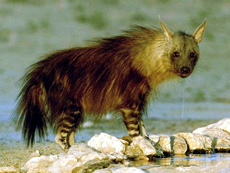 Brown Hyena