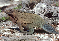 Anegada Ground Iguana