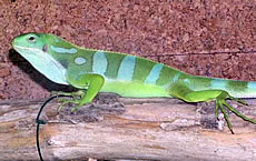 Fijji Banded Iguana