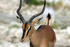 Black-faced Impala