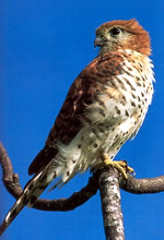 Mauritius Kestrel