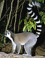 Ring-tailed Lemur