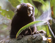 White-eared Marmoset