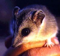 Large Desert Marsupial-mouse