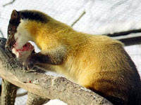 Formosan Yellow-throated Marten