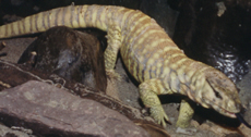 Yellow Monitor