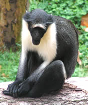 Diana Monkey