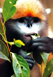 Guizhou Snub-nosed Monkey