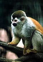 Red-backed Squirrel Monkey