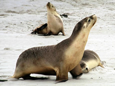 Australian Sea-lion