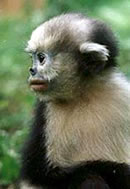 Tonkin Snub-nosed Monkey