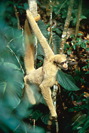 Woolly Spider Monkey