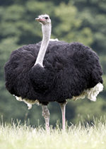 One List of all Ostrich colors