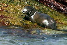 Marine Otter