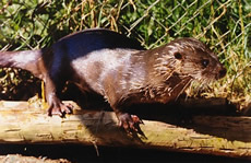 Southern River Otter