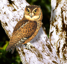 Seychelles Scops Owl