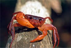 Tree Hole Crab