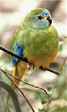 Turquoise Parakeet